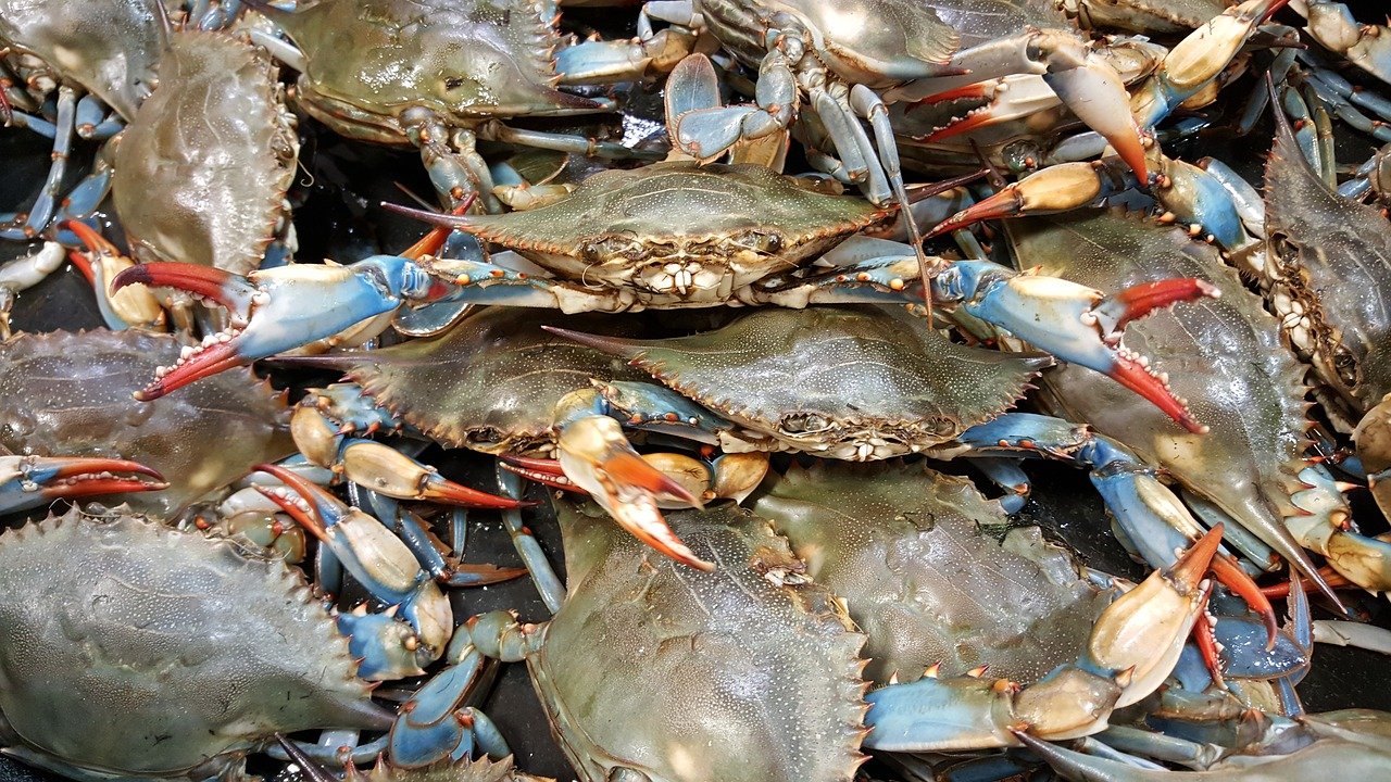 blue crab creamy dip appetizer